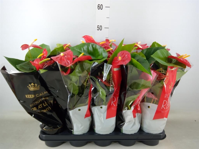 <h4>Anthurium andr. 'Royal Champion'</h4>