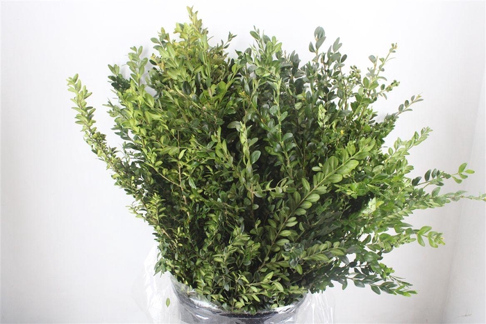 <h4>Buxus Green P Bunch</h4>