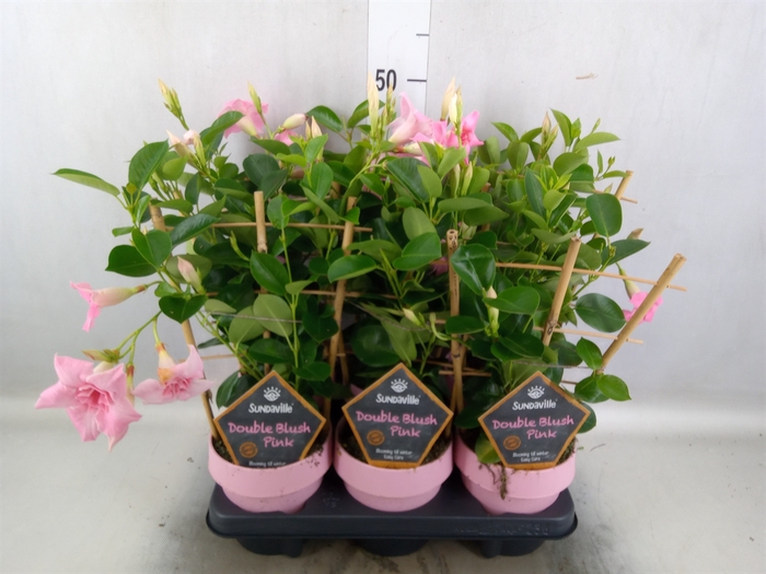 <h4>Mandevilla  'Sundavil Dbl Blush Pk'</h4>