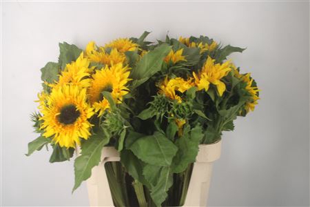 <h4>Helianthus Starbus Panache</h4>