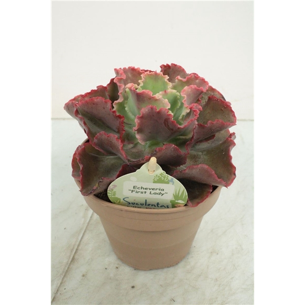 Echeveria First Lady