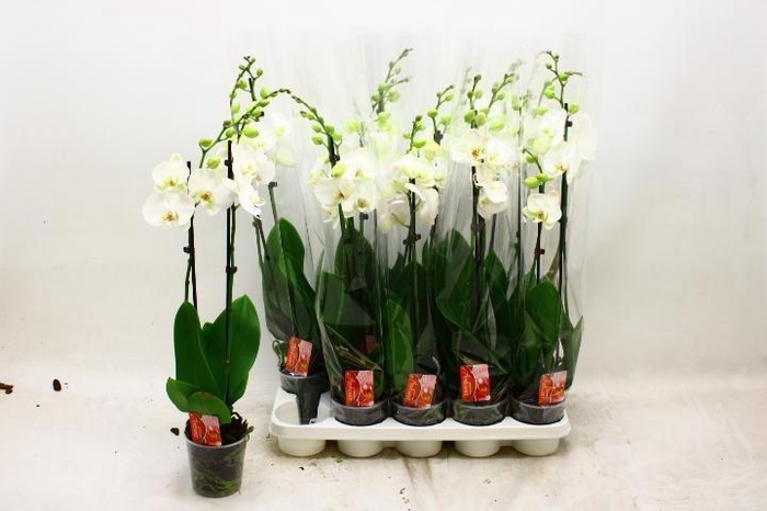 <h4>PHAL OV WIT</h4>