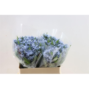 Amsonia Tab Night Sky