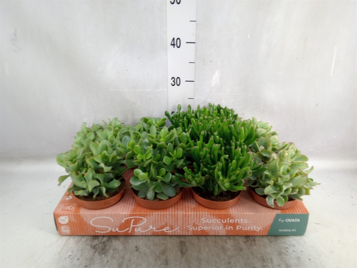 <h4>Crassula   ...mix</h4>