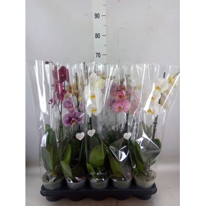 Phalaenopsis   ...