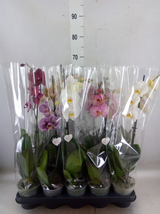 <h4>Phalaenopsis   ...</h4>