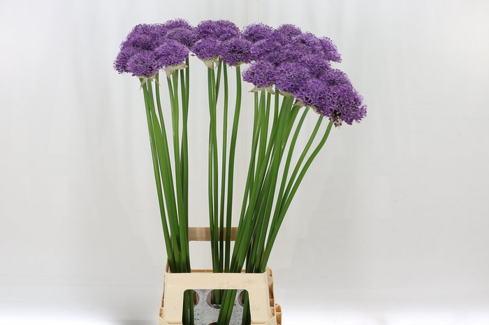 <h4>Allium Gladiator</h4>