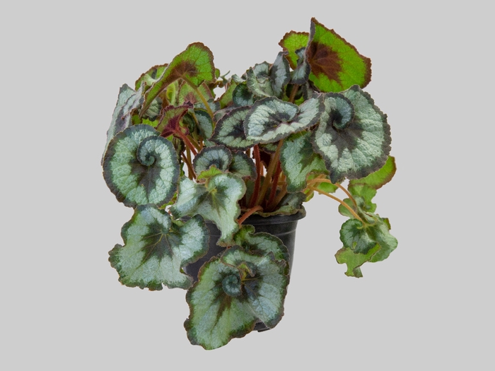 <h4>BEGONIA REX P17 CARACOL PO</h4>