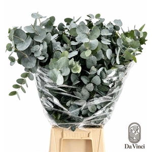 Euc. Cinerea Da Vinci