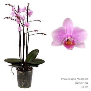 Phal. Multiflora 