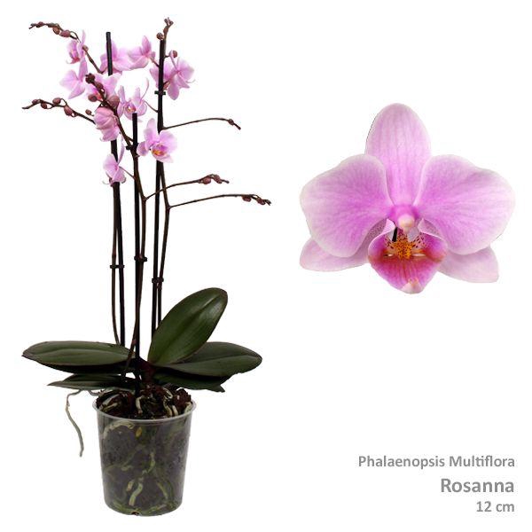 <h4>Phal. Multiflora "Rosanna" 3-tak</h4>