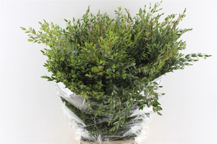 <h4>Euca Parvi 300 Gram</h4>