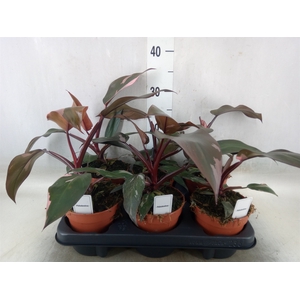 Philodendron   ...