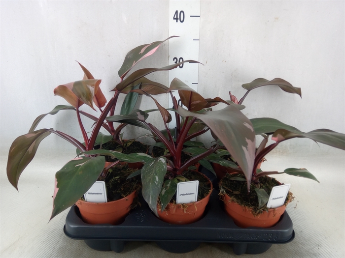 <h4>Philodendron   ...</h4>