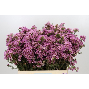 Chamelaucium Adi