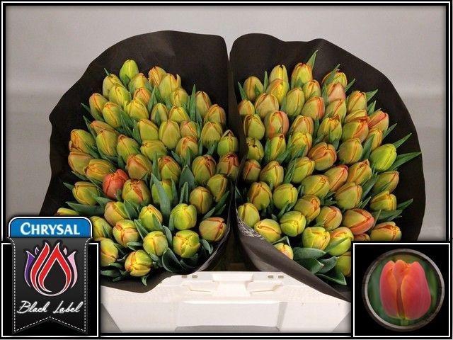 <h4>TU DU ICOON</h4>