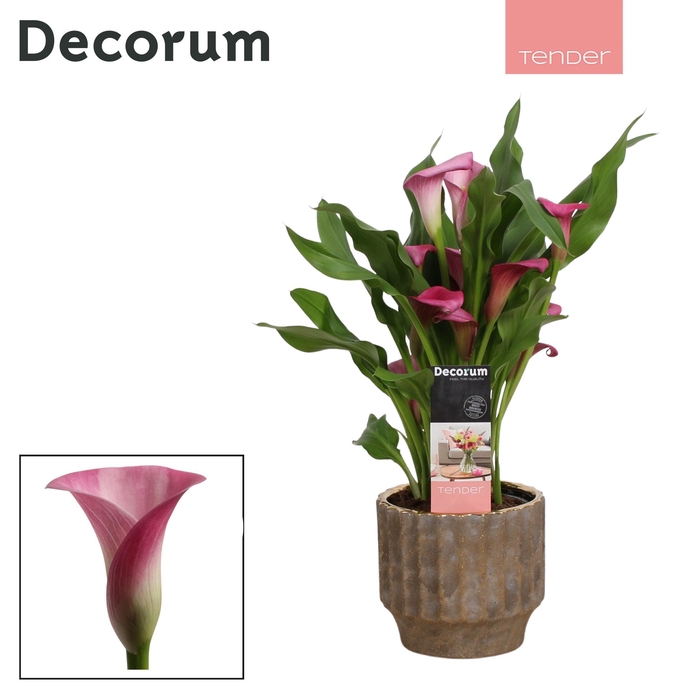 Zantedeschia Roze in Ompot Jane LOVE (Decorum)