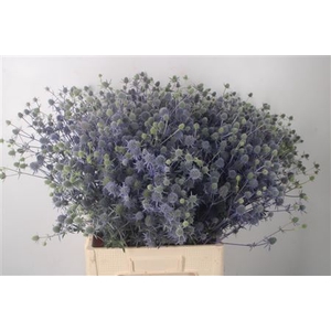 Eryngium Mag Blue Lagoon