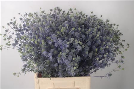 <h4>Eryngium Mag Blue Lagoon</h4>
