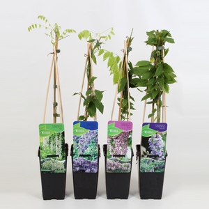 Wisteria Mix; Prolific, Rosea, Alba en Caroline