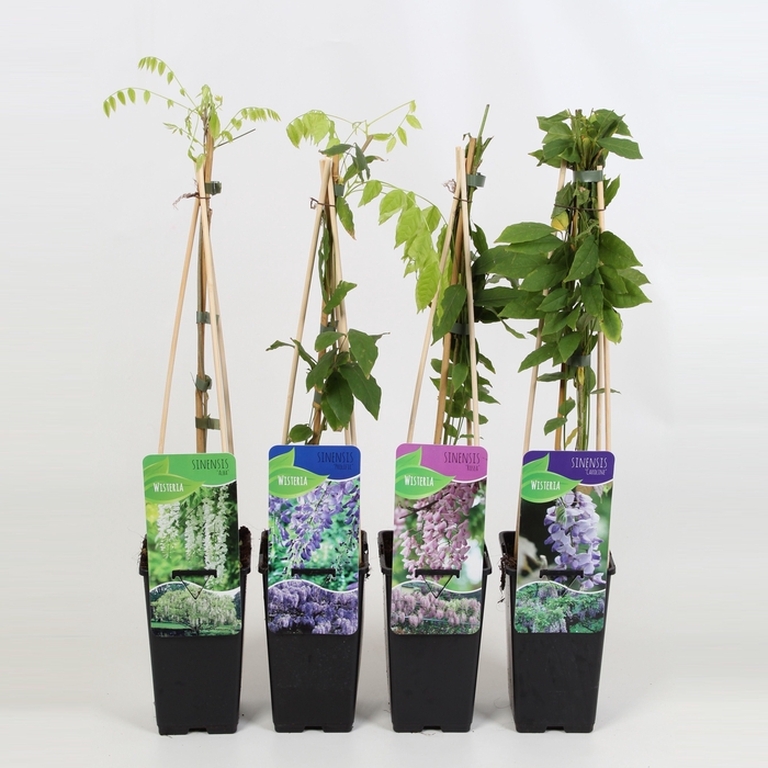 <h4>Wisteria Mix; Prolific, Rosea, Alba en Caroline</h4>