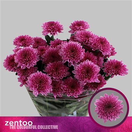 <h4>Chr T Fabienne</h4>