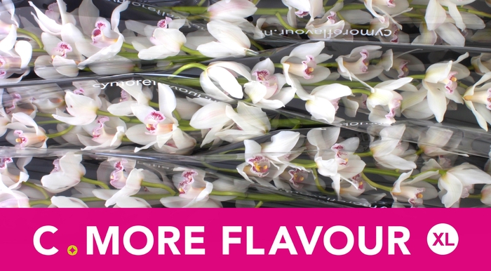 <h4>CYMB T SILVER</h4>