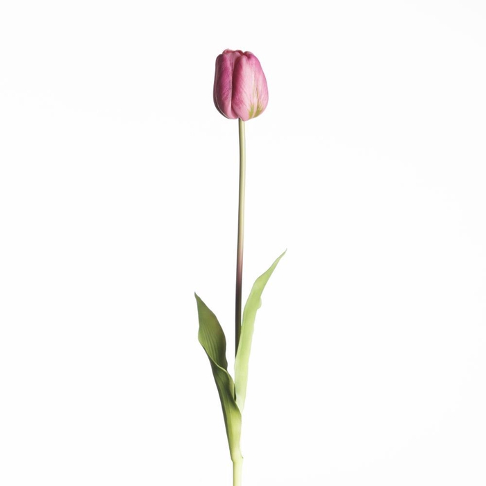 <h4>AF Tulip French L60cm Mauve</h4>