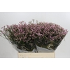 Limonium sinense Blush Diamond