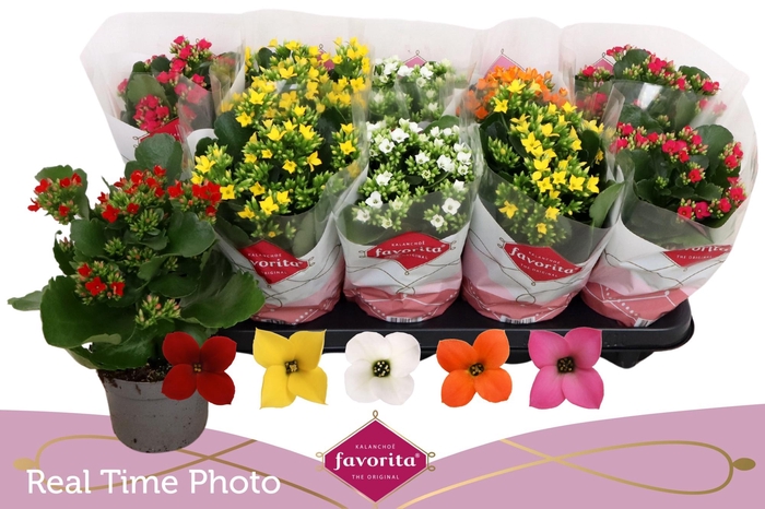 <h4>KAL EN GEM 5 KL</h4>