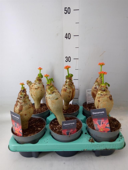 <h4>Jatropha podagrica</h4>