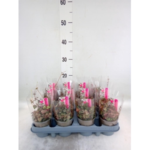 Ceropegia woodii ssp. woodii