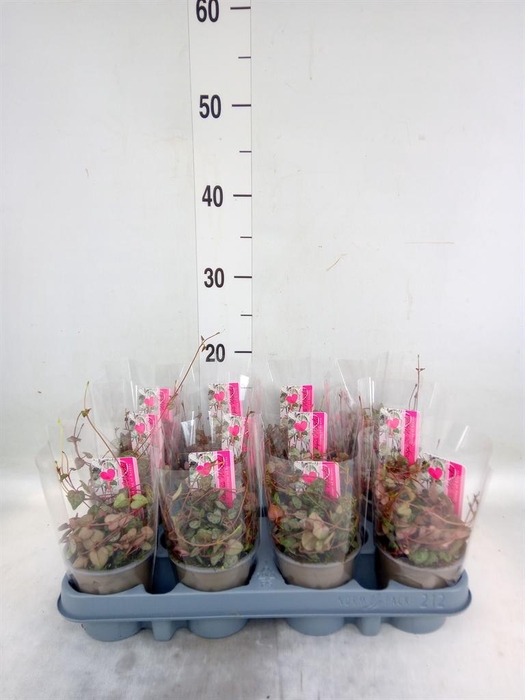 <h4>Ceropegia woodii ssp. woodii</h4>