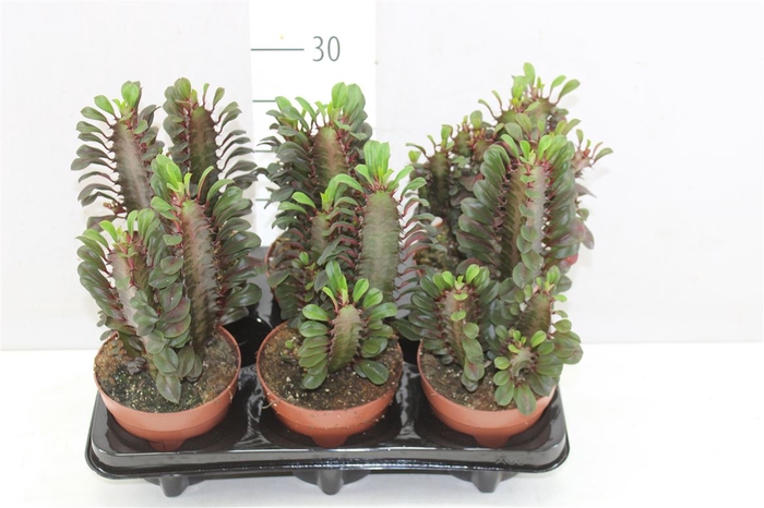 <h4>Euphorbia Trigona Rubra</h4>