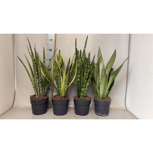 Sansevieria trif. overig