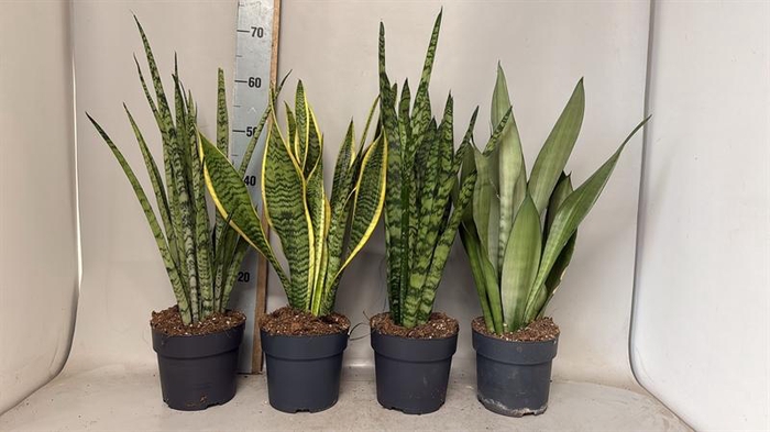 <h4>Sansevieria trif. overig</h4>