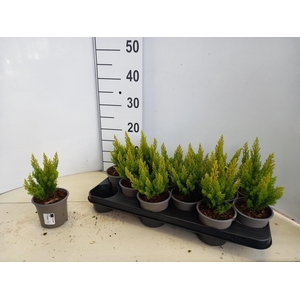 Erica arborea 'Estrella Gold'