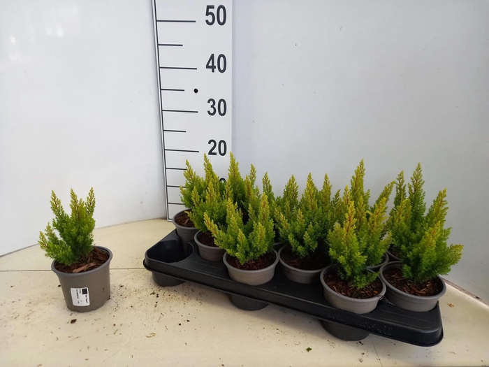 <h4>Erica arborea 'Estrella Gold'</h4>