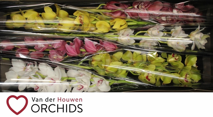 <h4>80 cm gemengd</h4>