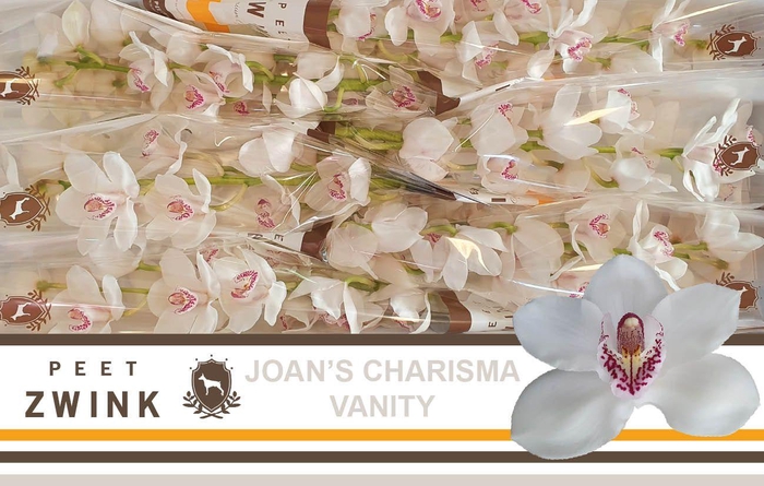 <h4>CYMB T VANITY</h4>