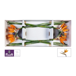 Strelitzia Reginae Bloem