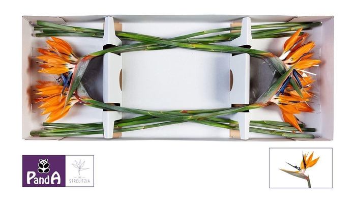 <h4>Strelitzia Reginae Bloem</h4>