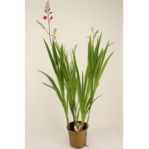 Crocosmia Lucifer