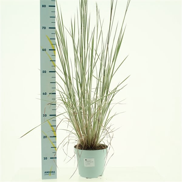 <h4>Schizachyrium scoparium</h4>