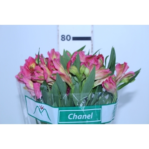 ALSTROEMERIA CHANEL 080 CM