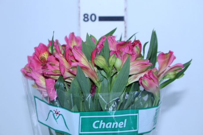 ALSTROEMERIA CHANEL 080 CM
