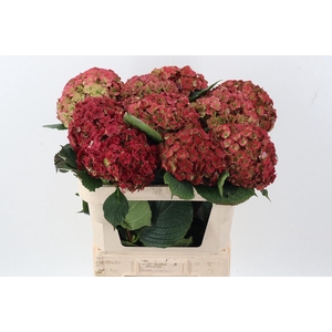 Hydr M Roy Anasta Cl