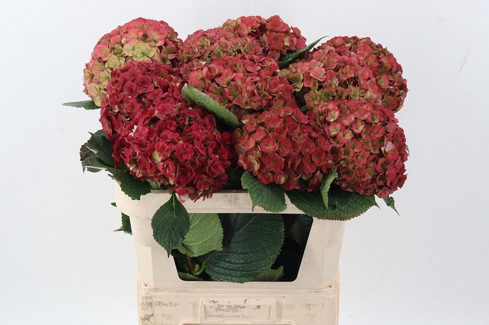 <h4>Hydr M Roy Anasta Cl</h4>