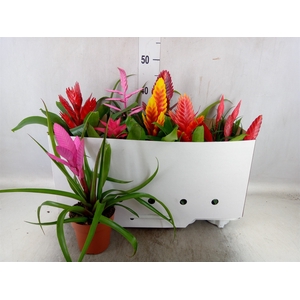 Bromelia   ...mix 10