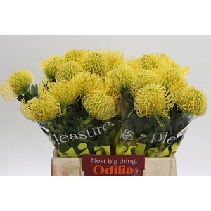 LEUCO NUTANS HIGH GOLD*